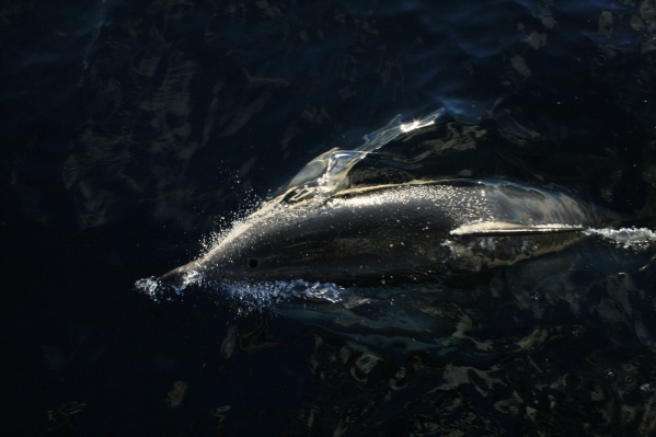 Delfinmte Biscaya 2007