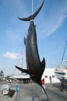Svrdfisk 242 kg, 3,75 m lng