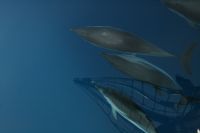 Delfinmte i Alboran Sea
