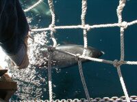 Sllskap av delfin/tumlare