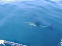 Sllskap av delfin/tumlare